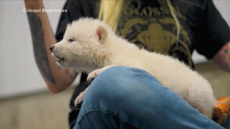 ১৩ হাজার বছর আগে বিলুপ্ত নেকড়ের ‘পুনর্জন্ম’ ঘটালেন বিজ্ঞানীরা